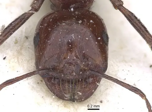 Messor minor - CASENT0916927