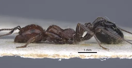 Messor minor - CASENT0916927