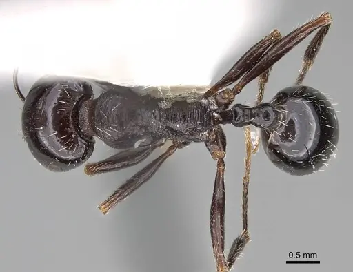 Messor muraywahus specimen