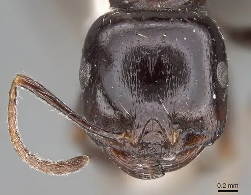 Messor muraywahus specimen