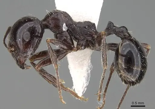 Messor muraywahus specimen