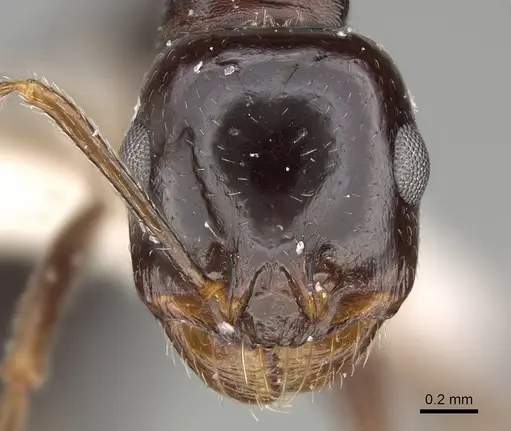 Messor muscatus specimen