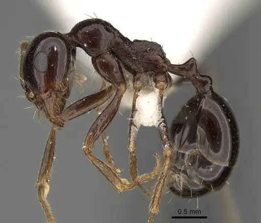 Messor muscatus specimen