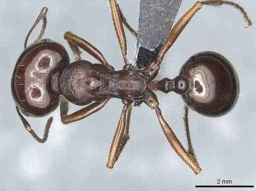Messor nahali specimen