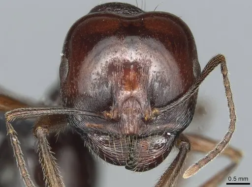 Messor nahali specimen