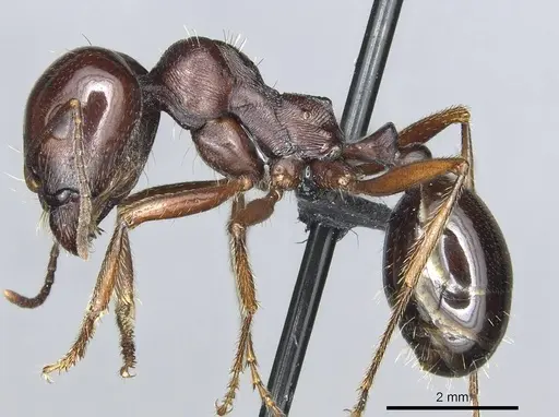 Messor nahali specimen