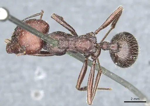 Messor niloticus specimen