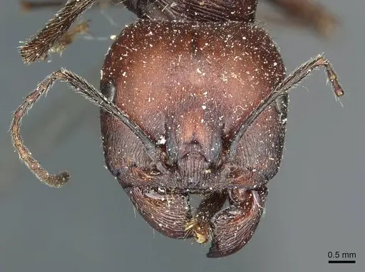 Messor niloticus specimen