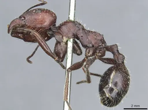 Messor niloticus specimen