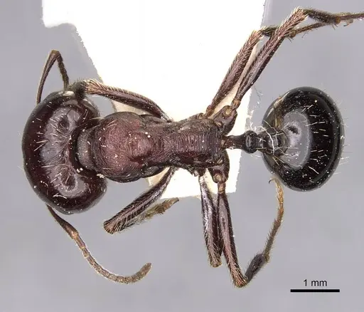 Messor obscurior specimen