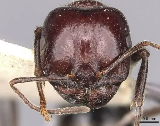 Messor obscurior specimen