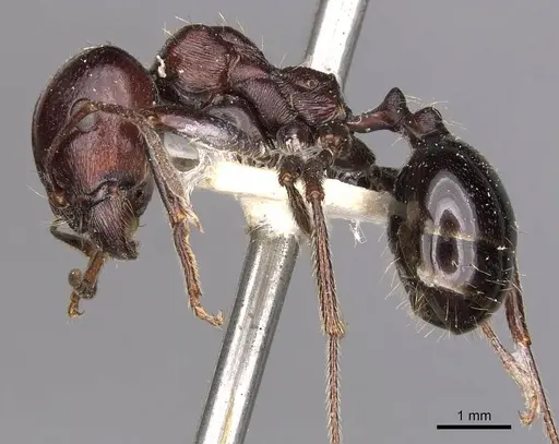 Messor obscurior specimen