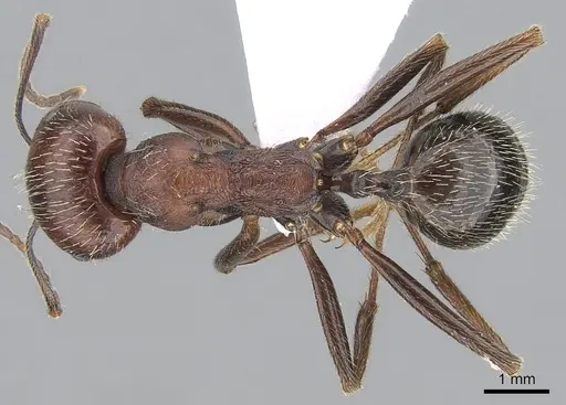 Messor oertzeni specimen