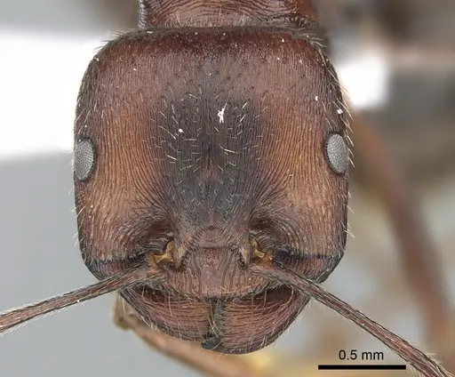 Messor oertzeni specimen