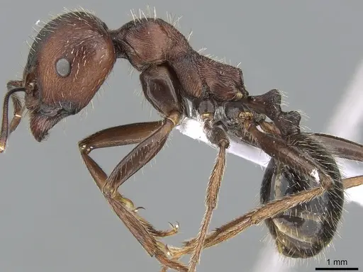 Messor oertzeni specimen