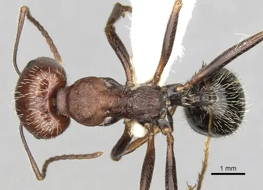 Messor oertzeni - CASENT0281589