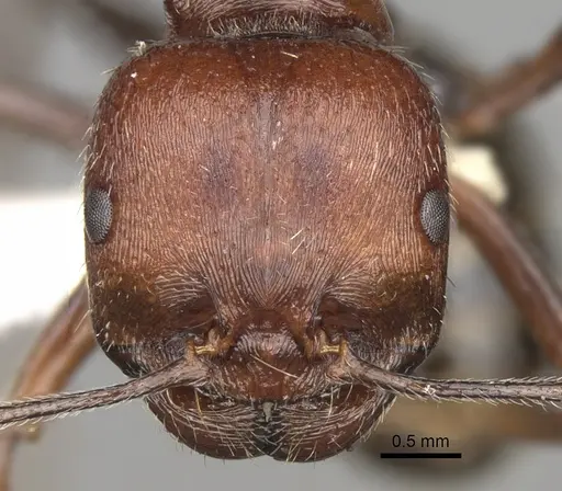 Messor oertzeni - CASENT0281589