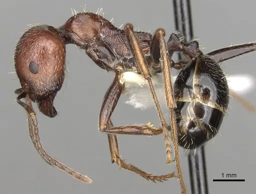 Messor oertzeni - CASENT0281589