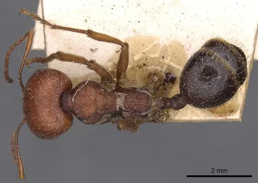 Messor oertzeni - CASENT0900468