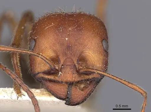 Messor oertzeni - CASENT0900468