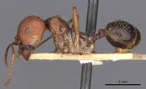 Messor oertzeni - CASENT0900468