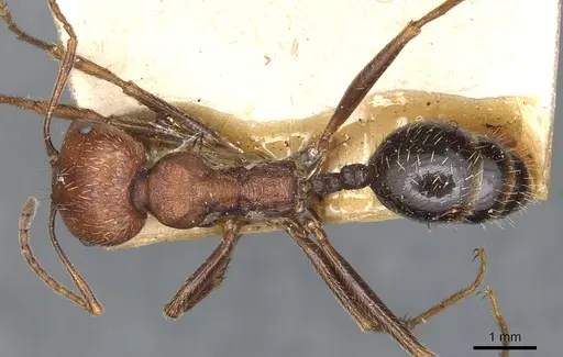 Messor oertzeni - CASENT0904135