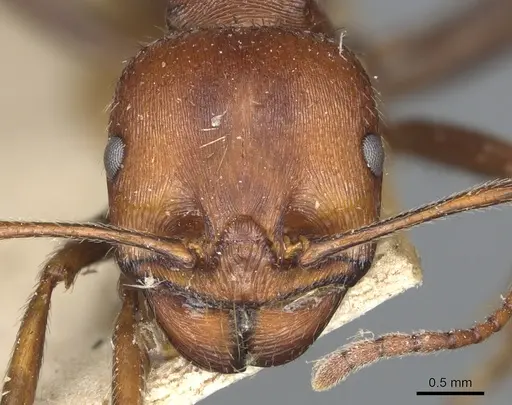 Messor oertzeni - CASENT0904135