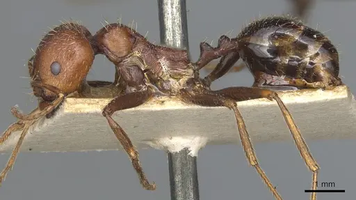 Messor oertzeni - CASENT0904135