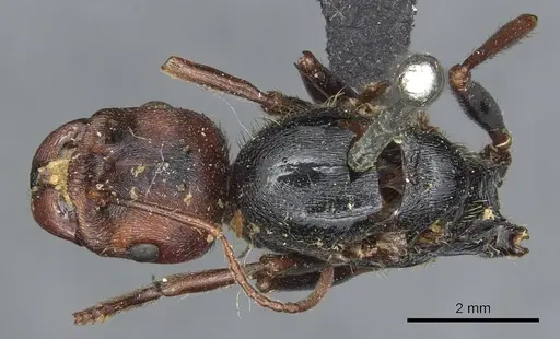 Messor oertzeni - CASENT0904136