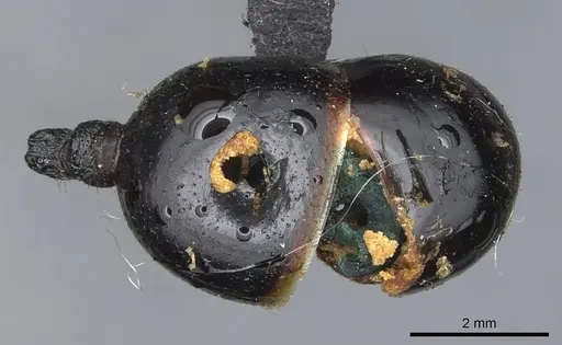 Messor oertzeni - CASENT0904136