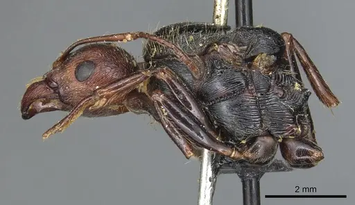 Messor oertzeni - CASENT0904136