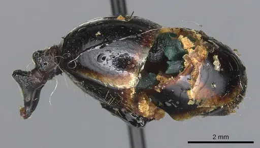 Messor oertzeni - CASENT0904136