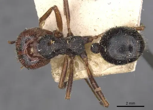 Messor oertzeni - CASENT0907752