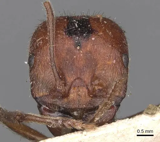 Messor oertzeni - CASENT0907752