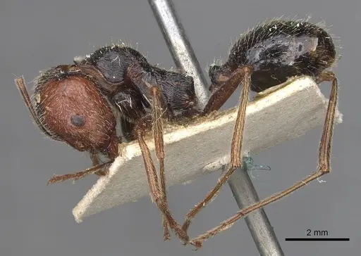 Messor oertzeni - CASENT0907752