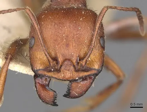 Messor oertzeni - CASENT0907753