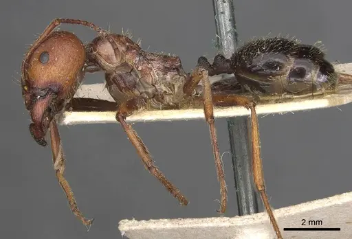 Messor oertzeni - CASENT0907753