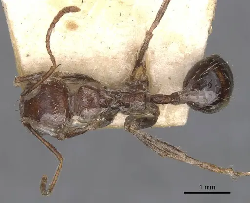 Messor oertzeni - CASENT0907754