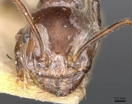 Messor oertzeni - CASENT0907754