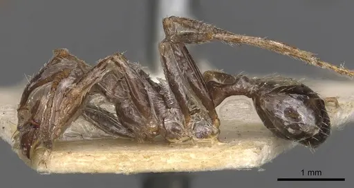 Messor oertzeni - CASENT0907754