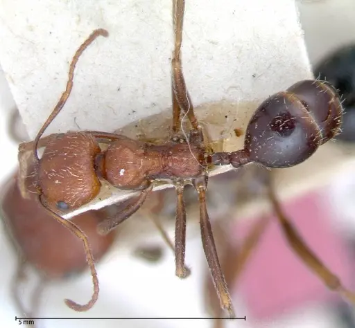 Messor oertzeni - FOCOL0055-1