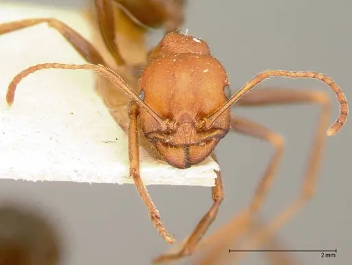 Messor oertzeni - FOCOL0055-1