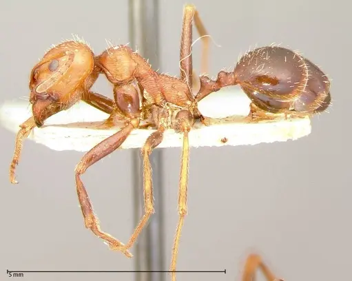 Messor oertzeni - FOCOL0055-1