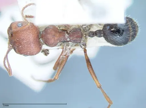 Messor oertzeni - FOCOL0055-2