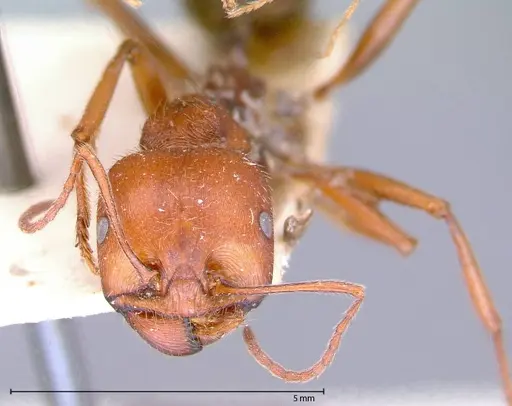 Messor oertzeni - FOCOL0055-2