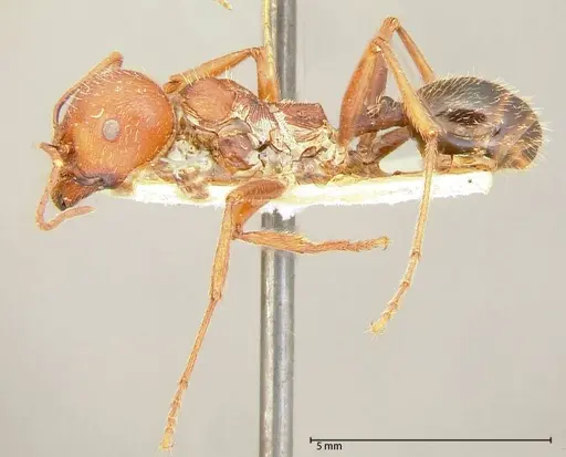 Messor oertzeni - FOCOL0055-2