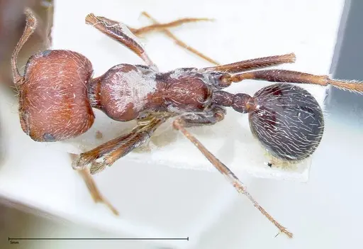 Messor oertzeni - FOCOL0208-1