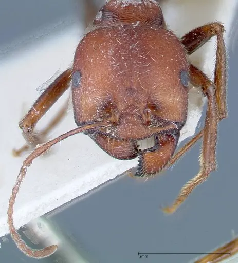 Messor oertzeni - FOCOL0208-1