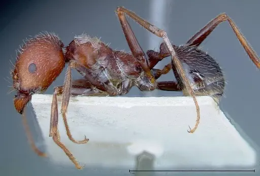 Messor oertzeni - FOCOL0208-1