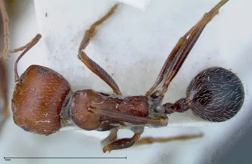 Messor oertzeni - FOCOL0208-2